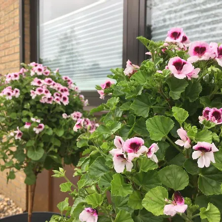 Am בית נופש Wettringen (North Rhine-Westphalia)